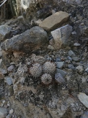 Mammillaria haageana meissneri