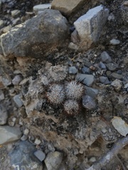 Mammillaria haageana meissneri