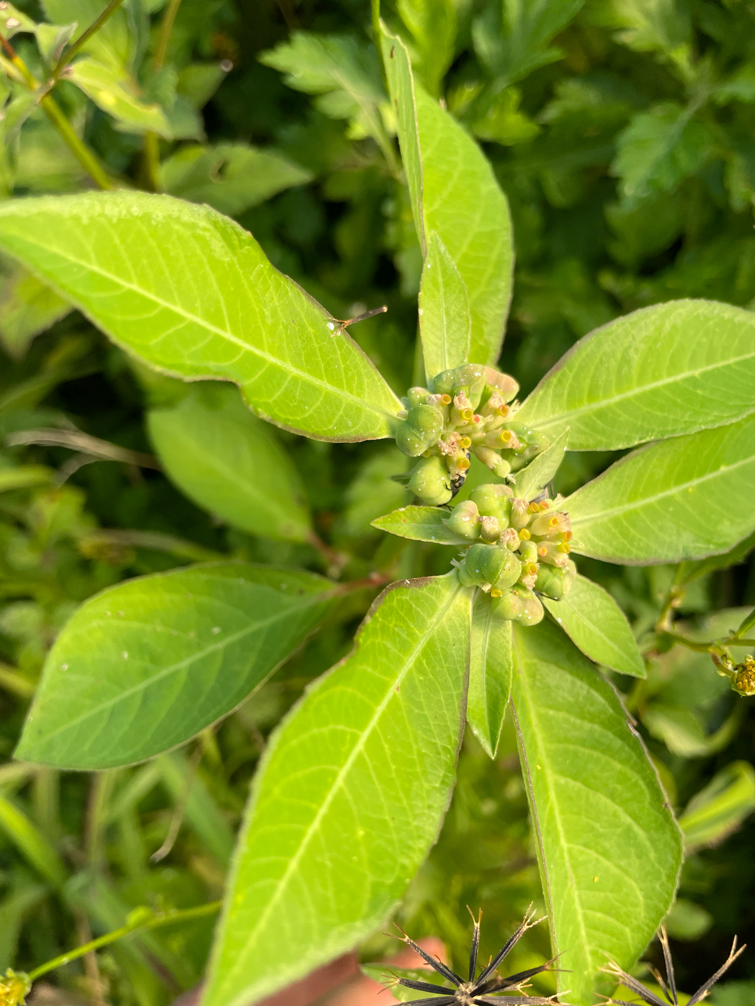 Euphorbia heterophylla