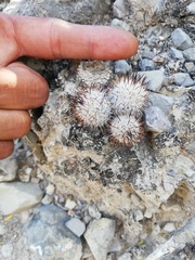 Mammillaria haageana meissneri