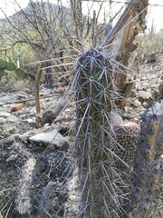 Lemaireocereus hollianus