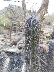 Lemaireocereus hollianus