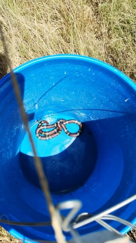 Uruguayan Coralsnake