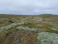Astragalus miguelensis