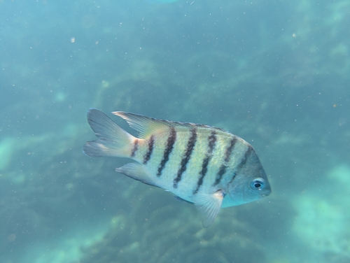 Abudefduf bengalensis