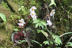 Begonia griffithii (Begonia griffithii)