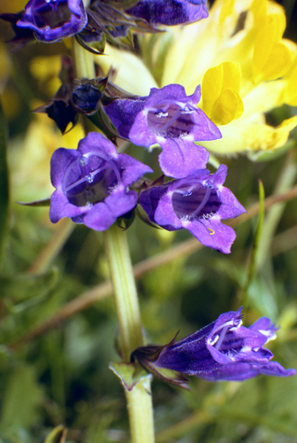 Horminum (Horminum pyrenaicum)