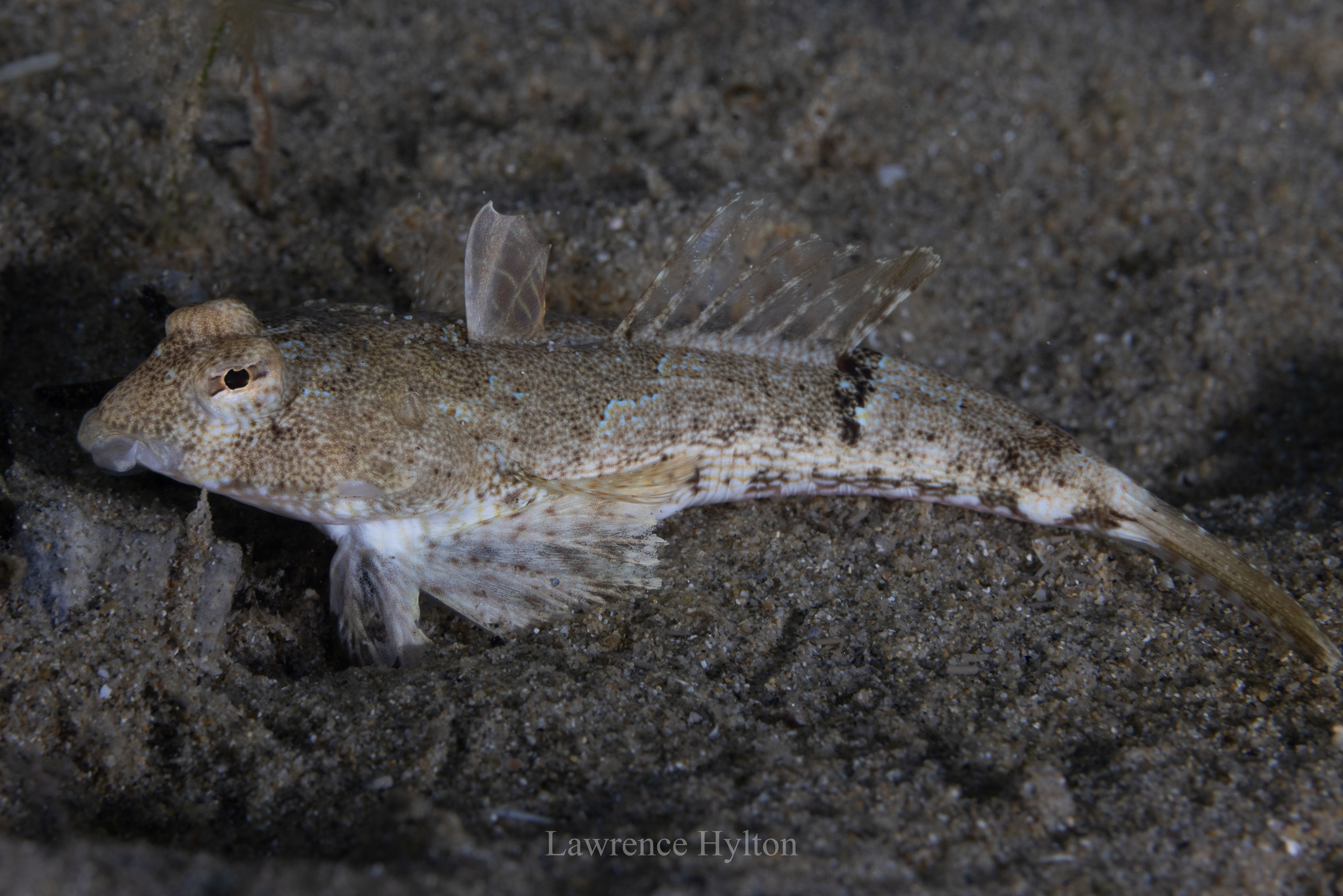 Butterfly Dragonet photo 8
