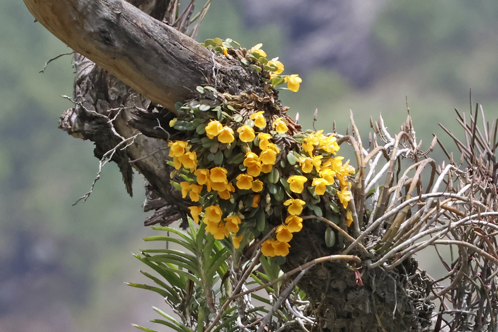Dendrobium jenkinsii