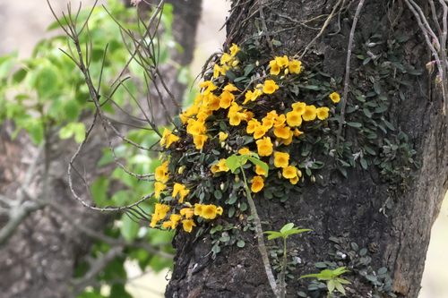 Dendrobium jenkinsii, photograph 1