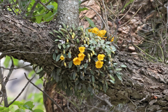 Dendrobium jenkinsii, photograph (c) Steven Whitebread, some rights reserved (CC BY)