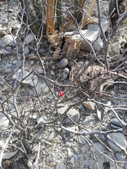 Erythrostemon melanadenius