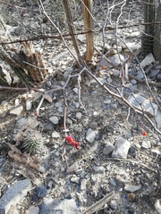 Erythrostemon melanadenius