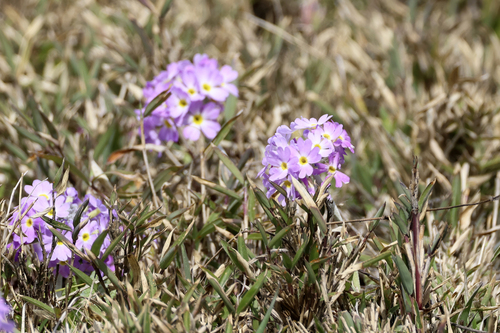 Drumstick Primrose (Primula denticulata)