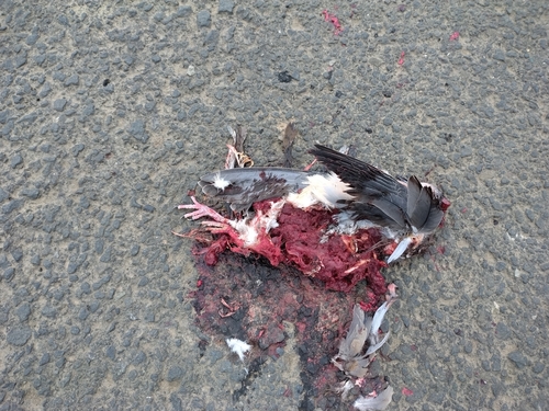 Feral Pigeon