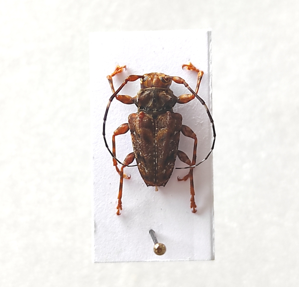 Aegomorphus chrysopus