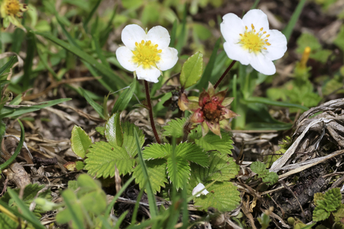 Himalayan strawberry (Fragaria nubicola)
