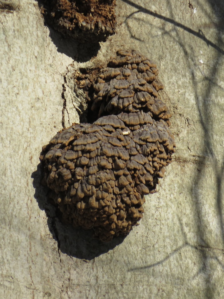 Fomes graveolens · January 2026 · photo: © jonsense (iNaturalist, cc-by)