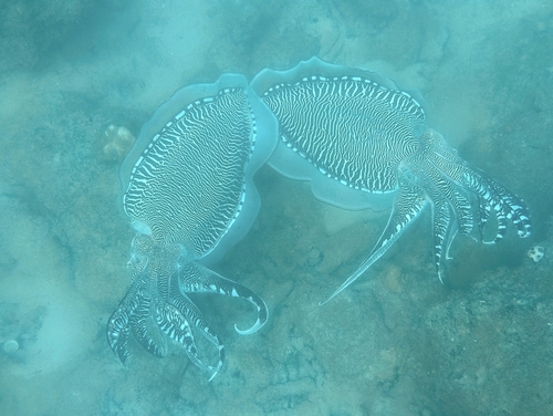 Acanthosepion pharaonis