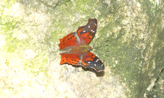 Hypanartia cinderella
