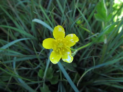Ranunculus orthorhynchus