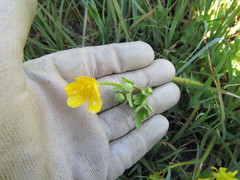 Ranunculus orthorhynchus
