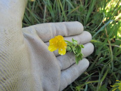 Ranunculus orthorhynchus