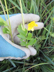 Ranunculus orthorhynchus