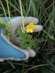 Ranunculus orthorhynchus