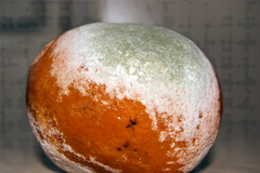 Penicillium digitatum