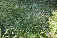 Valerianella umbilicata