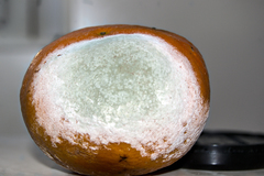 Penicillium digitatum