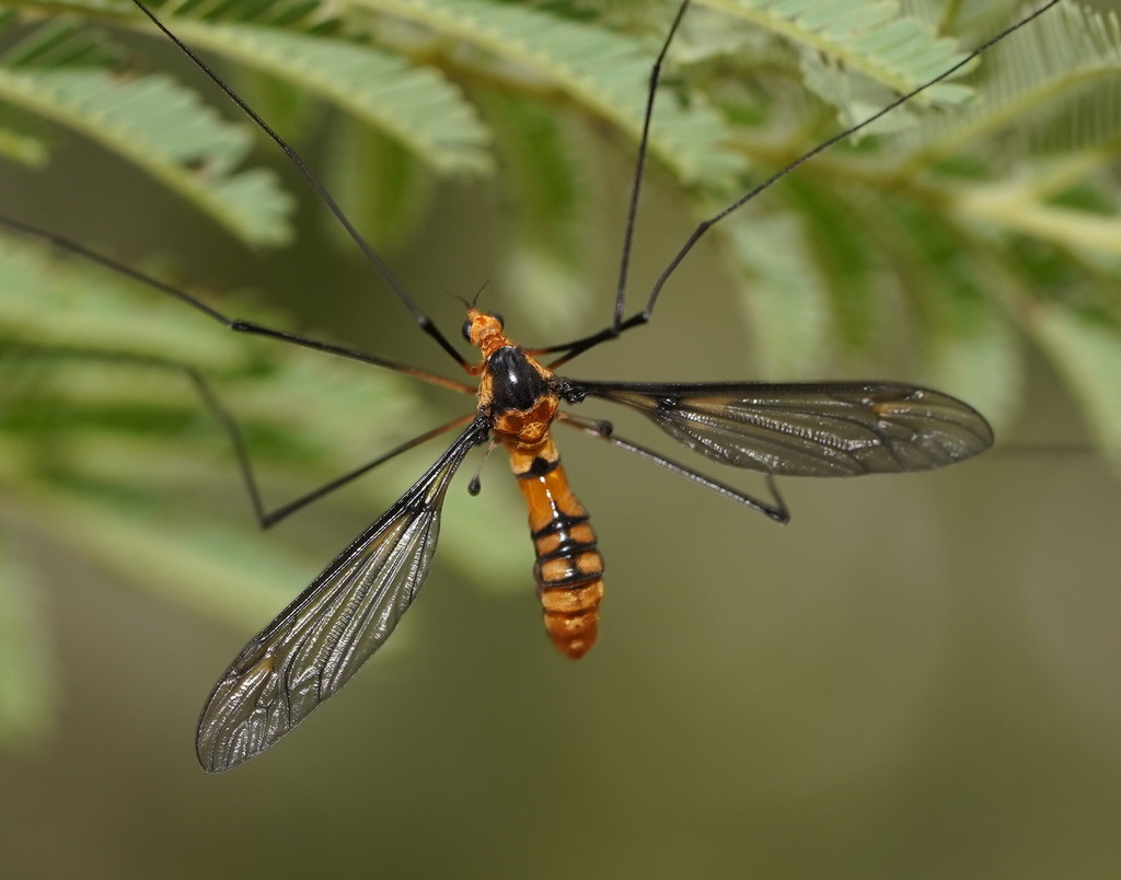 Leptotarsus clavatus
