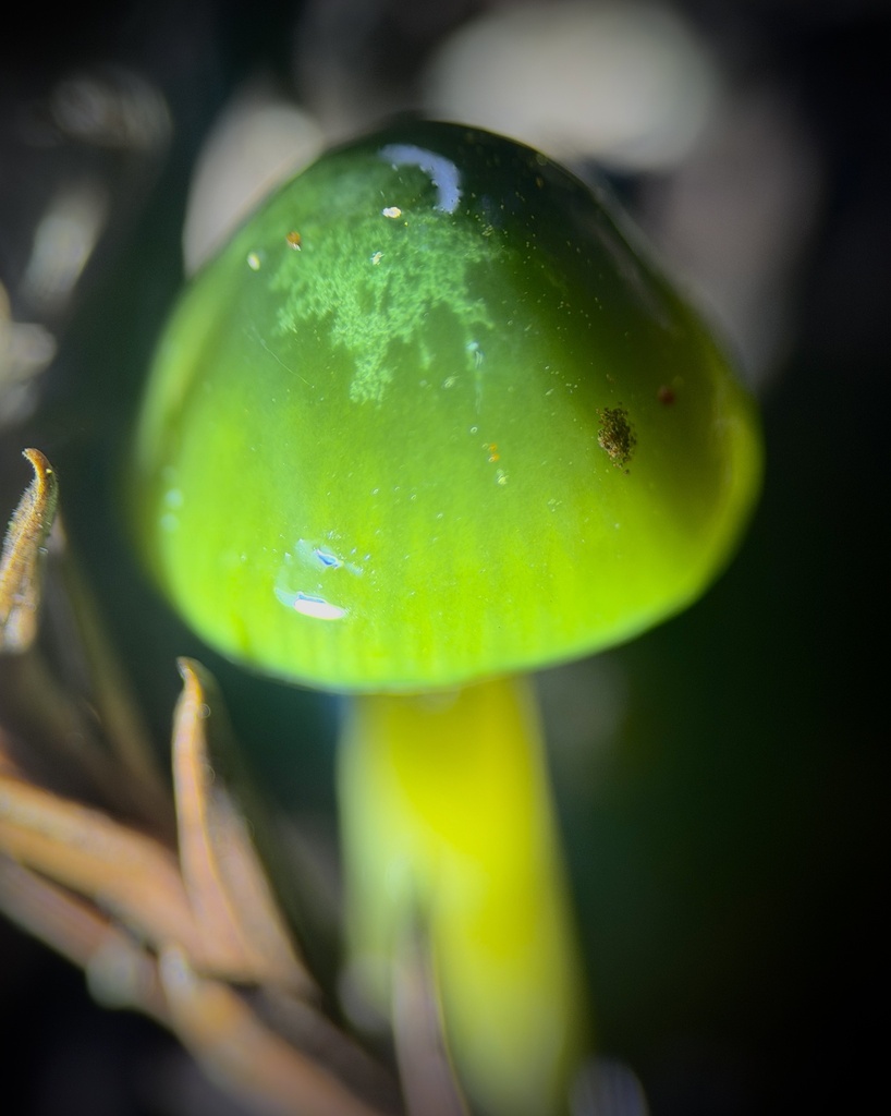 Gliophorus psittacinus · January 2026 · photo: © aheyman1 (iNaturalist, cc0)