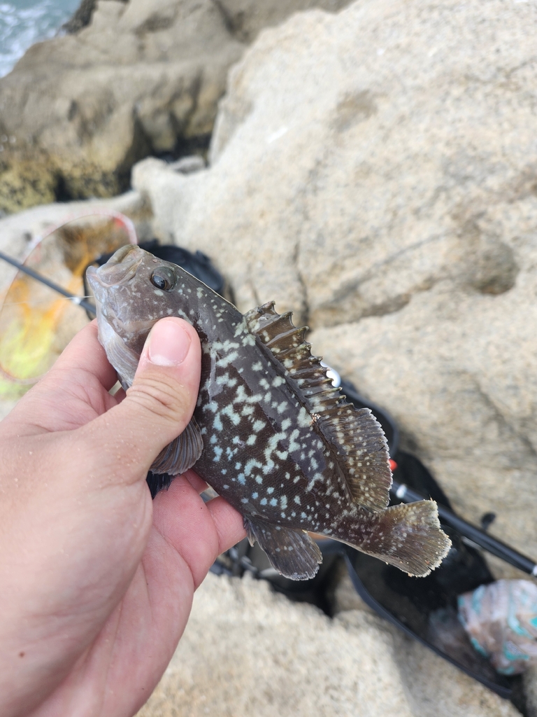 Brown rock-cod (Epinephelus multinotatus) — Serranidae