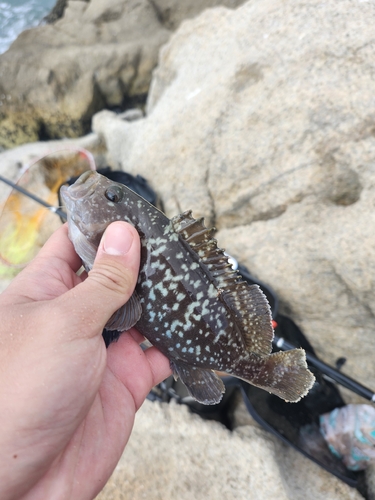 Brown rock-cod (Epinephelus multinotatus) — Serranidae