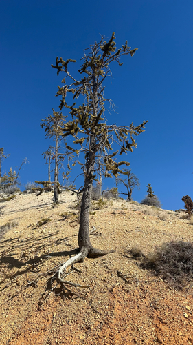 Great basin bristlecone pine