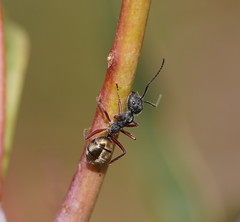 Camponotus suffusus bendigensis