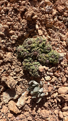 Least Ground-Daisy (Townsendia minima)