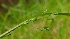 Poa breviglumis