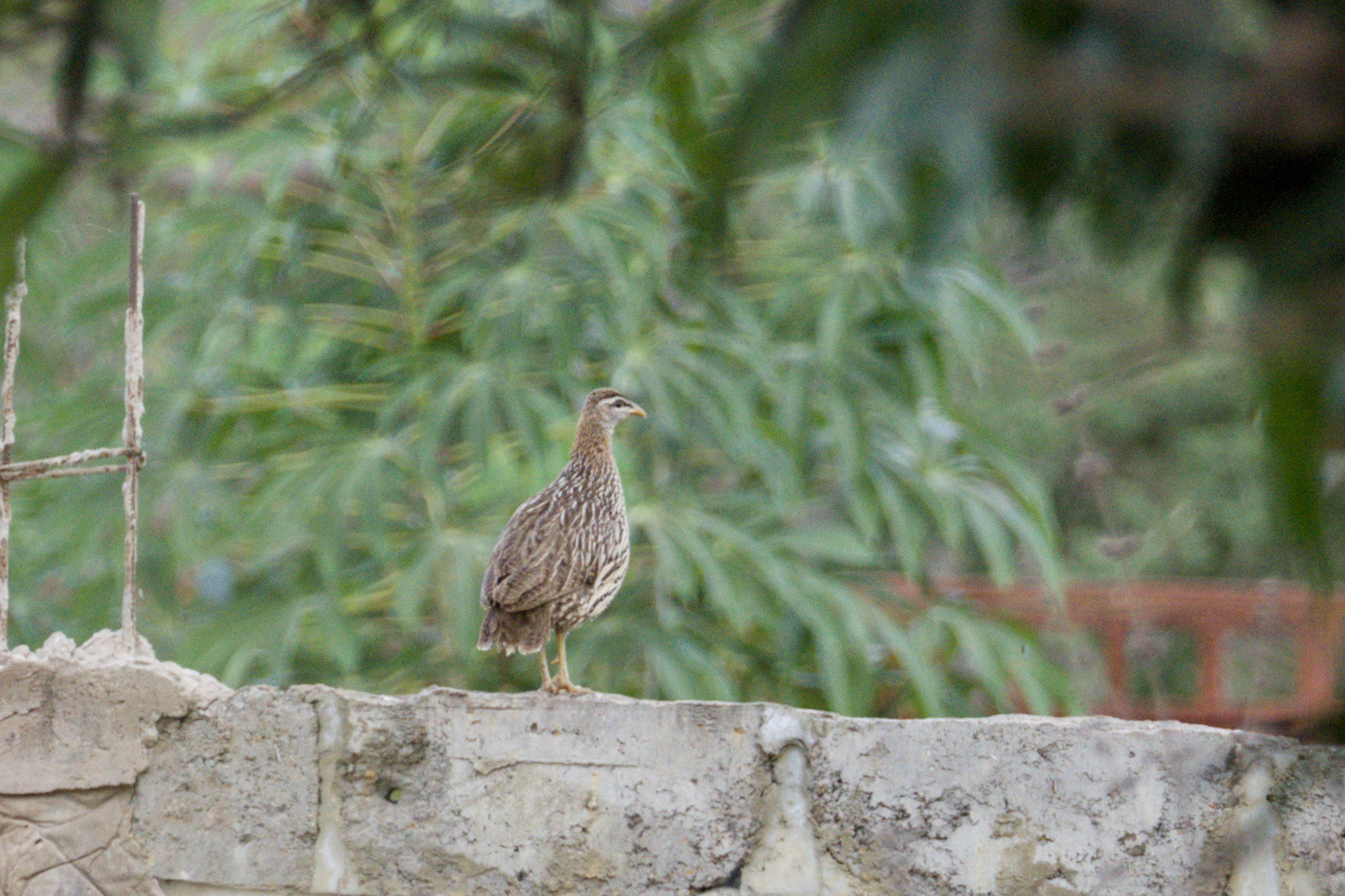Double-spurred Spurfowl (Pternistis bicalcaratus), photo 2