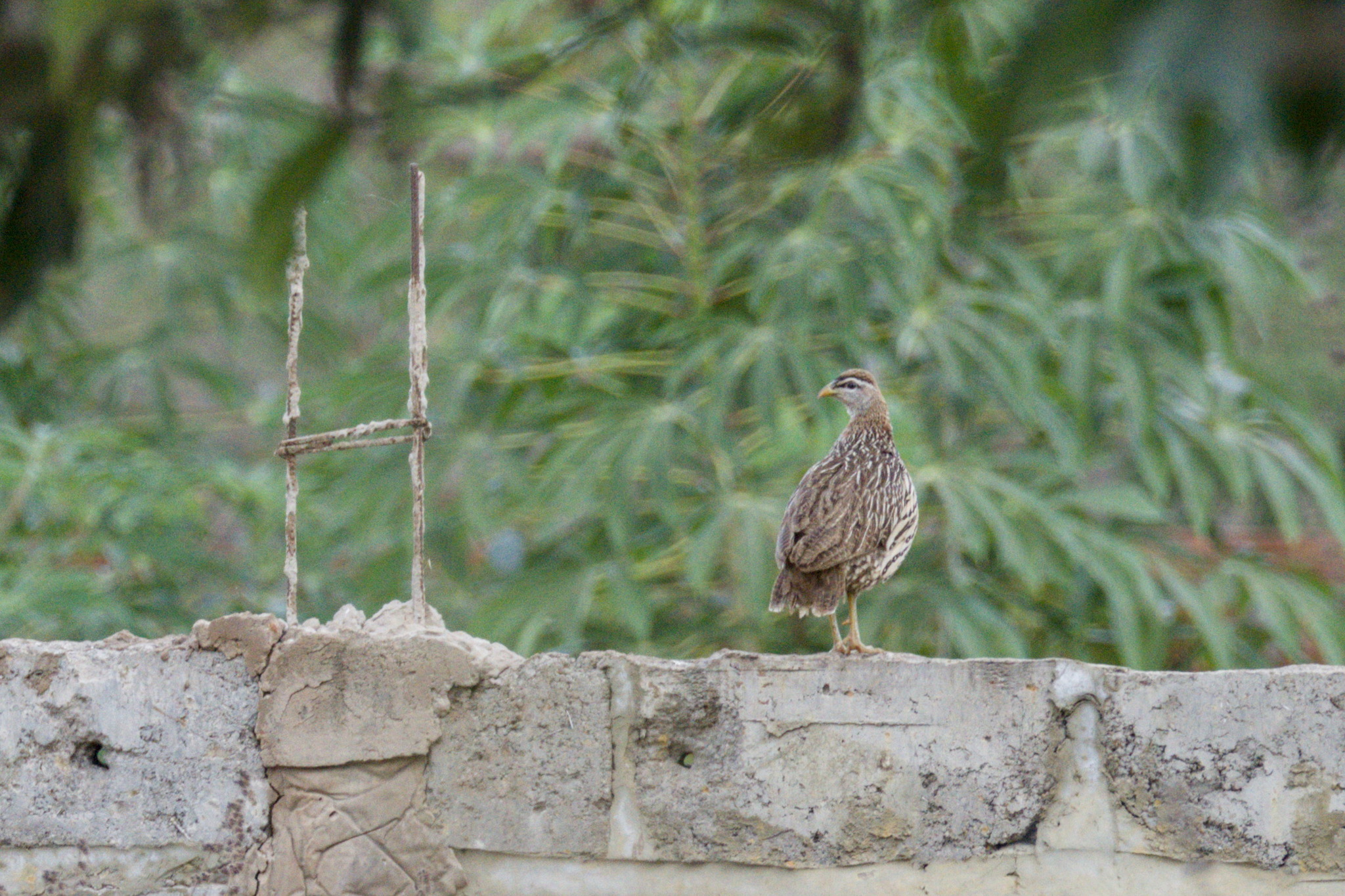 Double-spurred Spurfowl (Pternistis bicalcaratus), photo 1