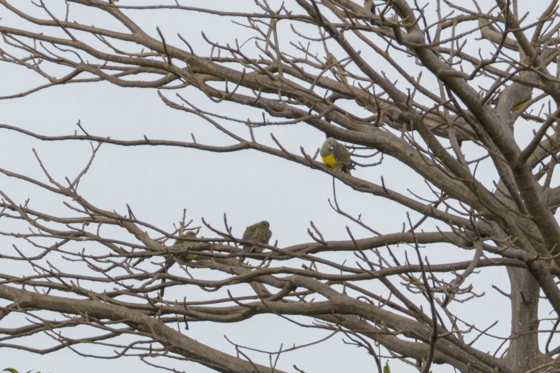 Bruce's Green Pigeon (Treron waalia), photo 2