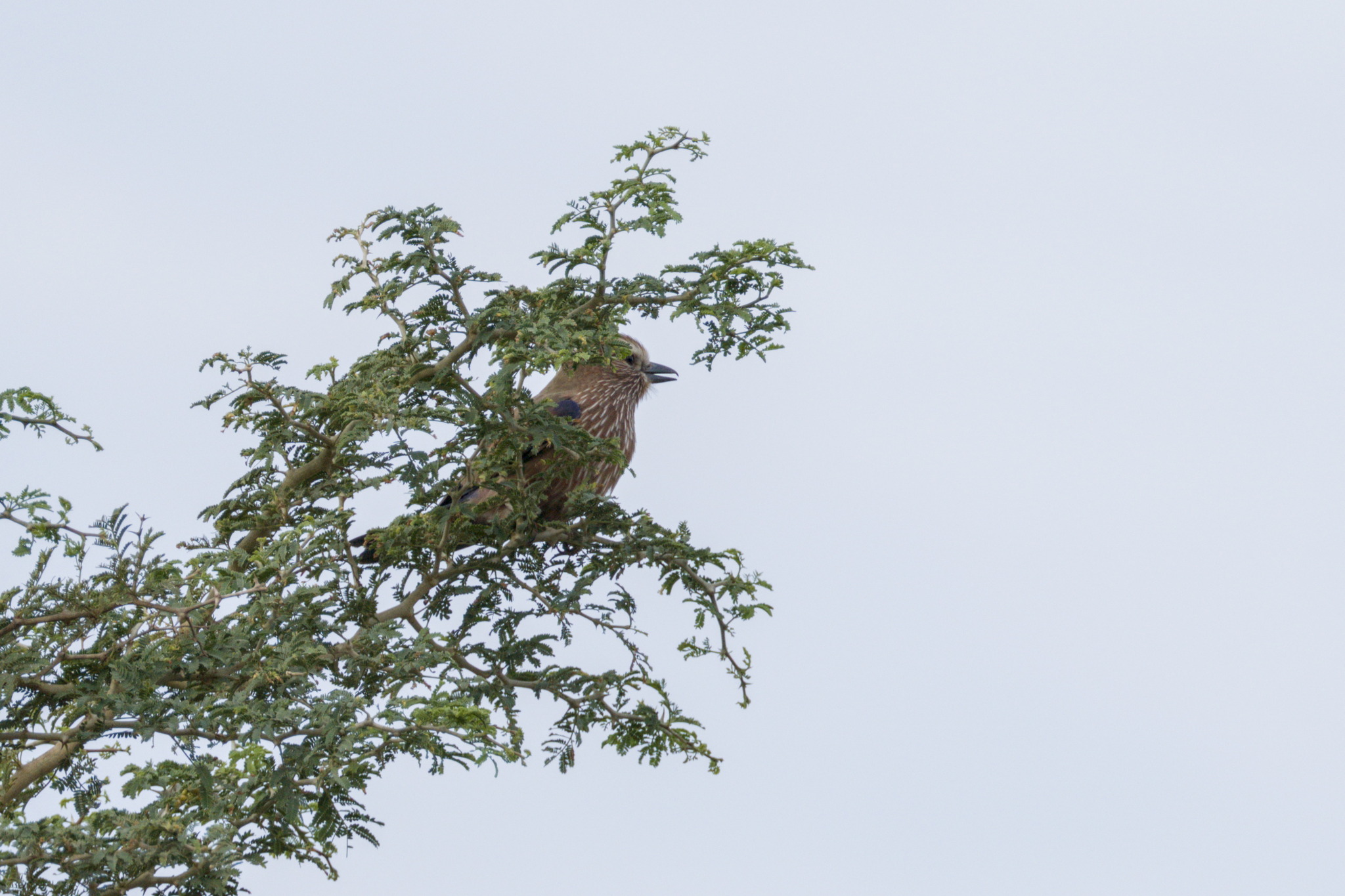 Purple Roller (Coracias naevius), photo 2