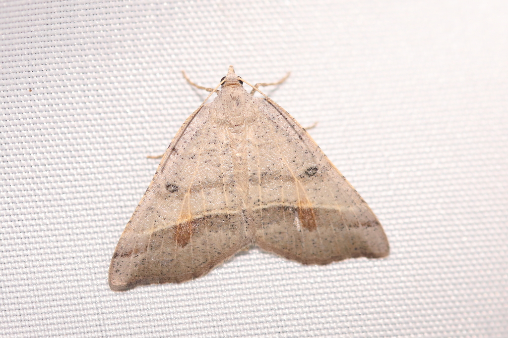 Macaria artesiaria