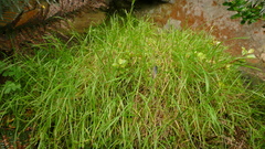 Poa breviglumis