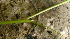 Poa breviglumis