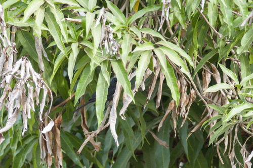 Northern Black Flycatcher (Melaenornis edolioides), photo 10