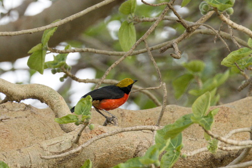 Yellow-crowned Gonolek (Laniarius barbarus)