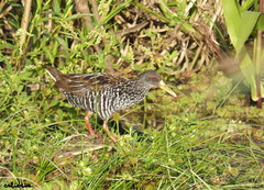 Pardirallus maculatus